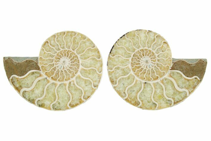 Cut & Polished Crystal-Filled Ammonite Fossil - Madagascar #354156